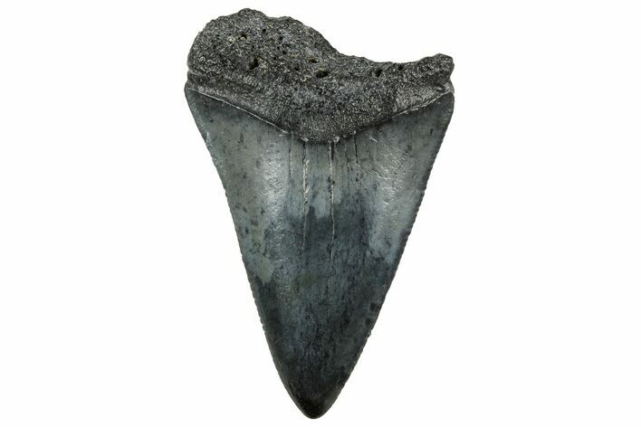 Serrated, Fossil Great White Shark Tooth - South Carolina #326307